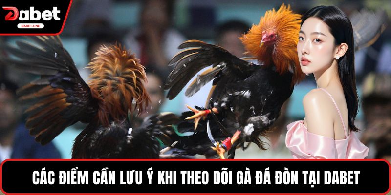 Các điểm cần lưu ý khi theo dõi gà đá đòn tại Dabet