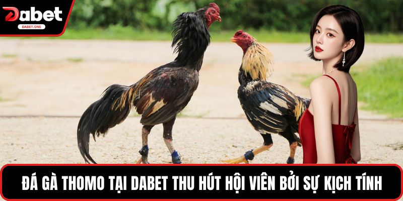 Đá gà Thomo tại Dabet thu hút hội viên bởi sự kịch tính