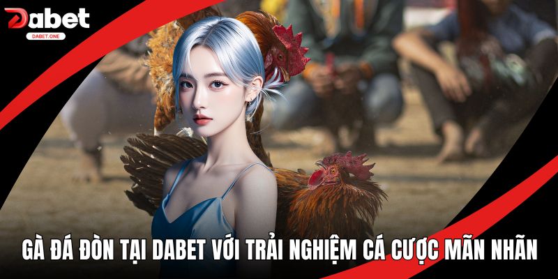 Gà đá đòn tại Dabet