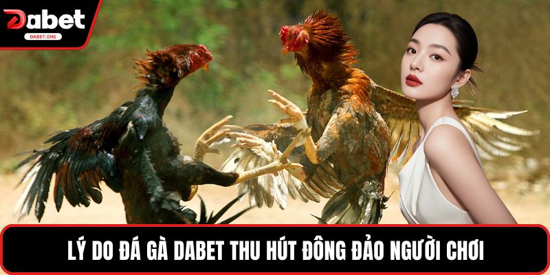 Lý do đá gà Dabet thu hút đông đảo người chơi