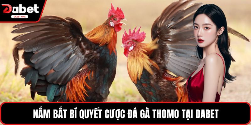Nắm bắt bí quyết cược đá gà Thomo tại Dabet