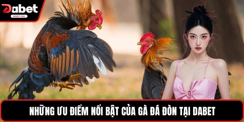 Những ưu điểm nổi bật của gà đá đòn tại Dabet